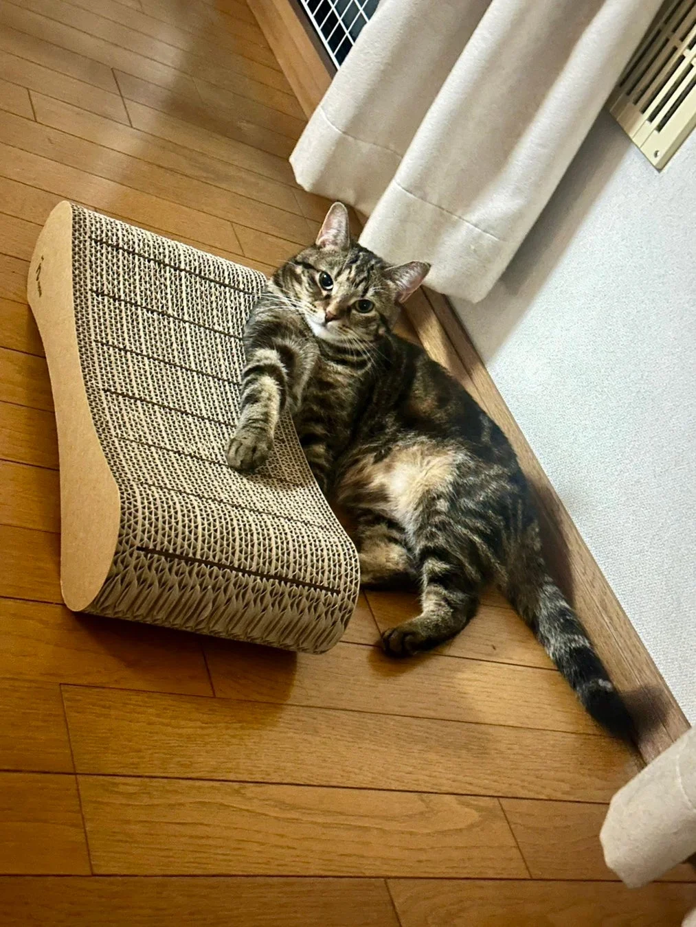 フローリングの床に置かれた段ボール製の爪とぎの上で、キジトラの猫がリラックスして横たわっています