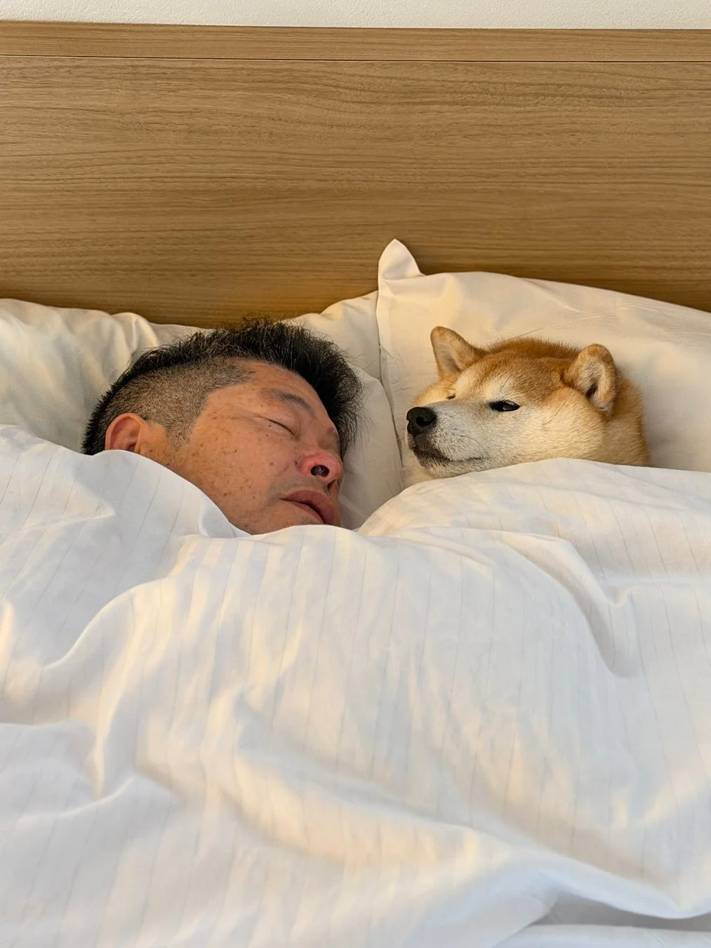 白い布団に包まれ、男性と柴犬が一緒にベッドで眠っています。