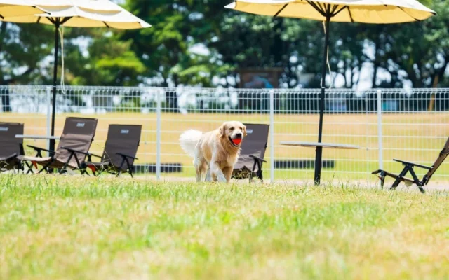 大分・国東の海辺のドッグリゾート、愛犬と気軽に楽しめるドッグランの日帰り利用をスタート!