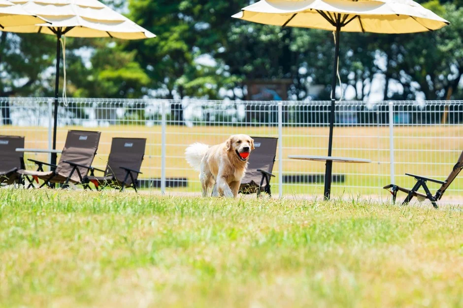 大分・国東の海辺のドッグリゾート、愛犬と気軽に楽しめるドッグランの日帰り利用をスタート!