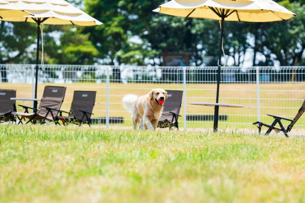 大型犬も一緒に楽しめる!大分・国東のドッグリゾートがドッグランの日帰り利用を開始