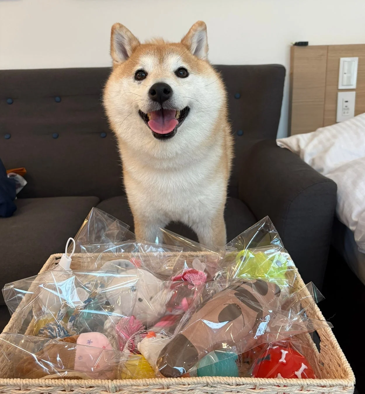 笑顔の柴犬が、たくさんの犬用おもちゃが入ったバスケットの前に立っています。