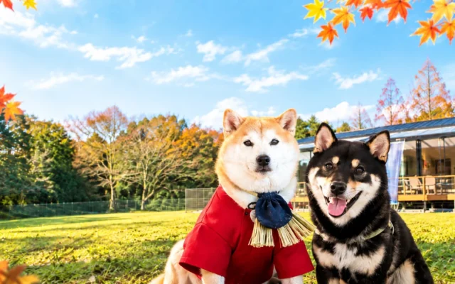 愛犬との特別な秋旅!伊勢のグランピング施設でリトリート体験