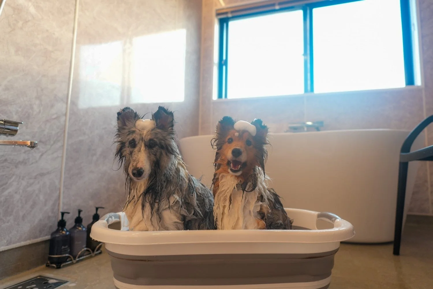 バスルームで2匹の犬がシャンプーをされている様子です。どちらの犬の頭にも泡が乗っており、一匹は笑顔を見せ、もう一匹は少し真顔でカメラを見ています。