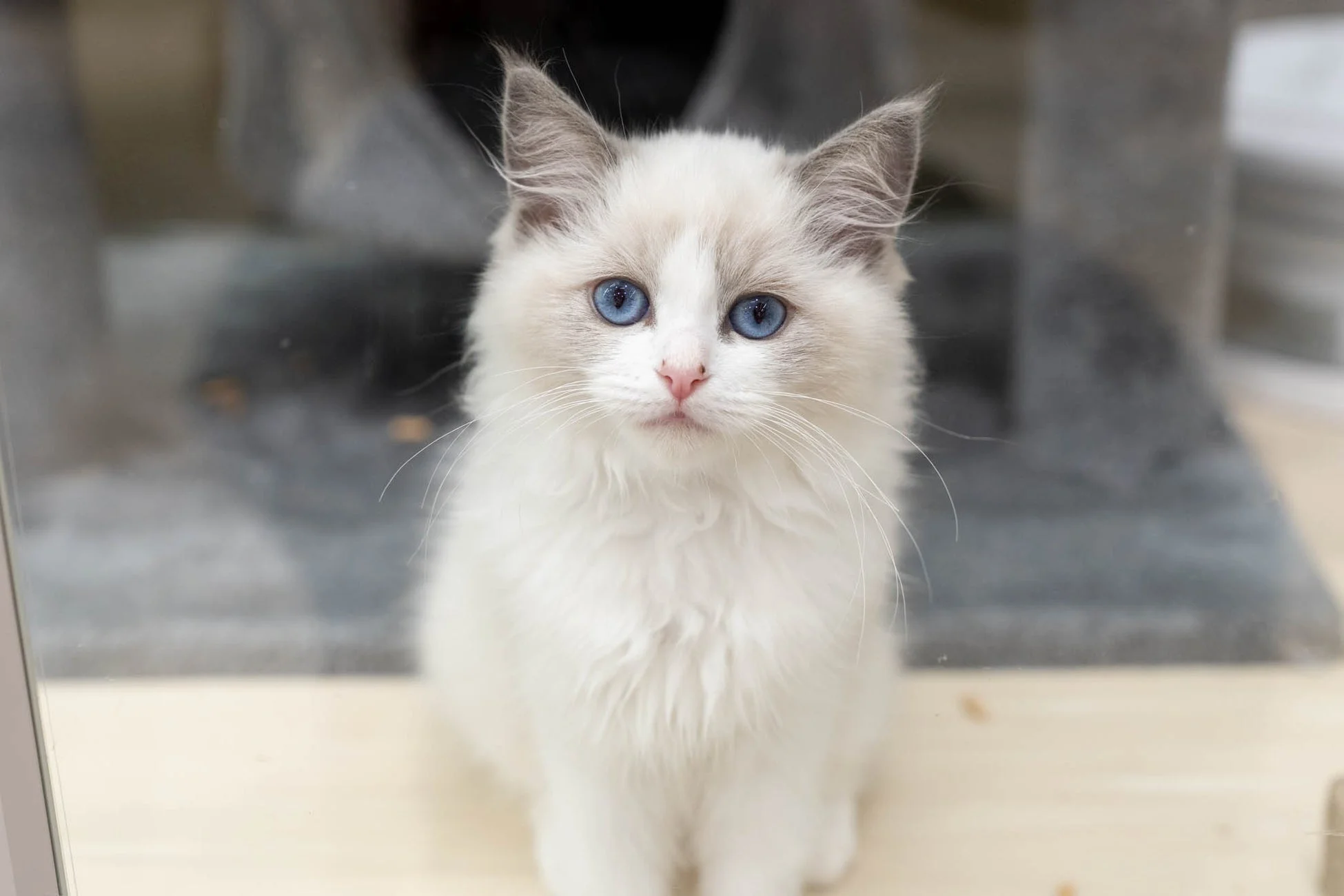 青い瞳が印象的な子猫