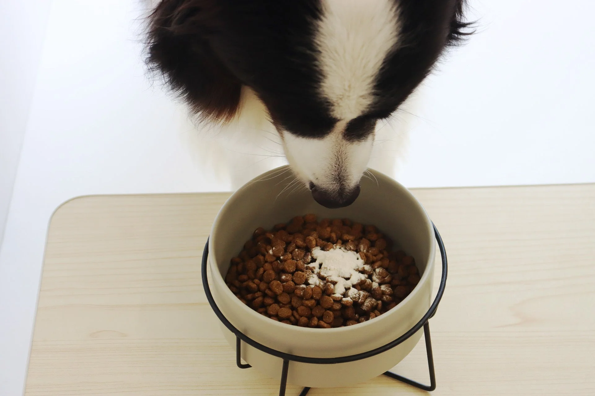 白い粉がかけられたドッグフードが入ったボウルから食事をする白黒の犬