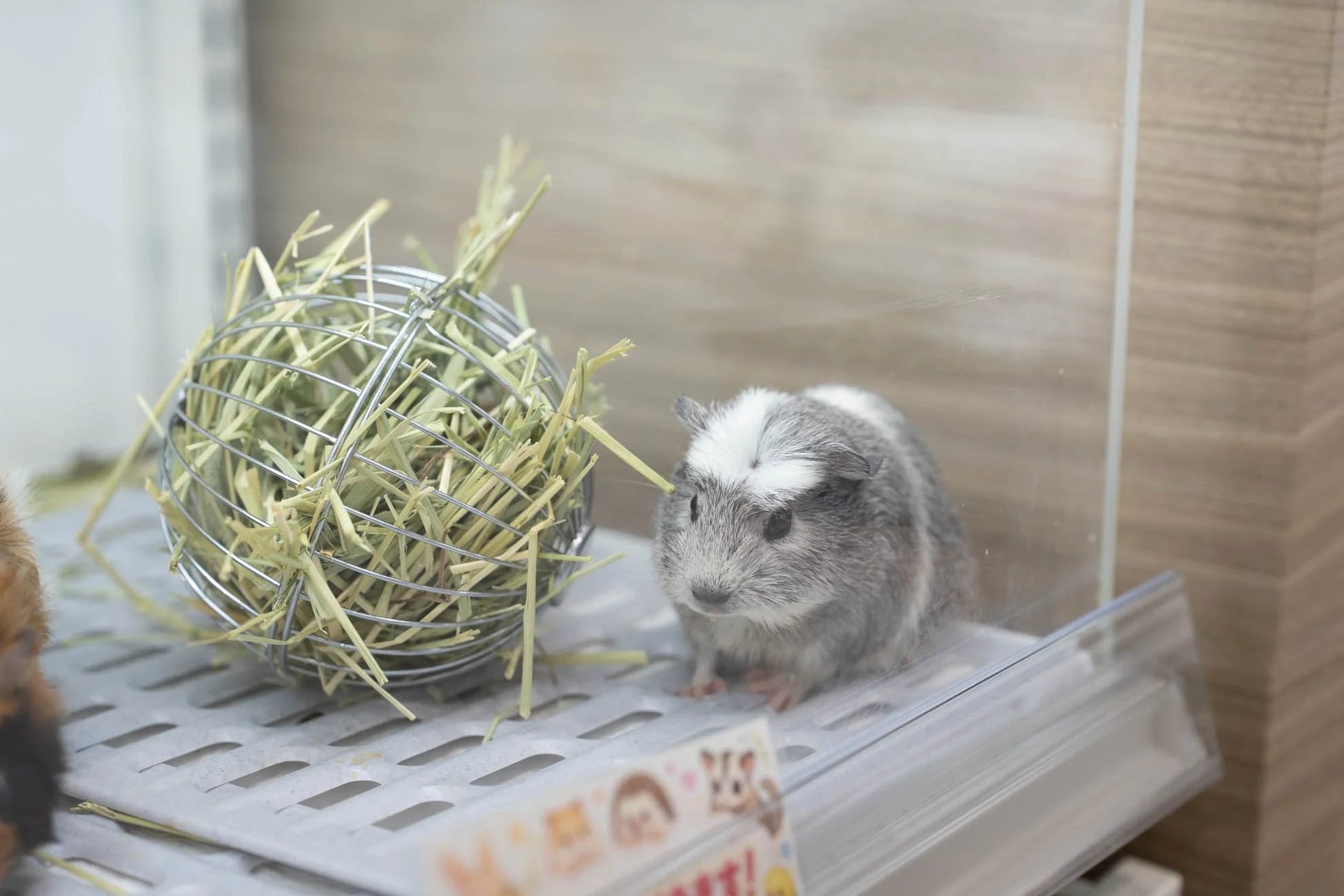 可愛らしいモルモット