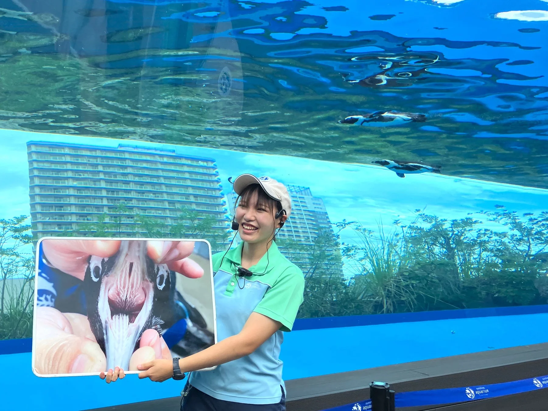 天空のペンギンフィーディングタイム