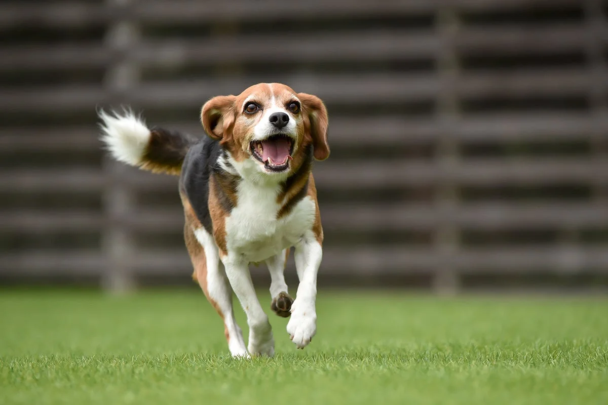 芝生を元気に走るビーグル犬