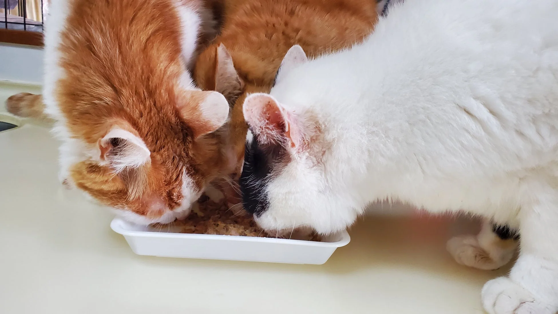 2匹の猫がごはんを食べている様子
