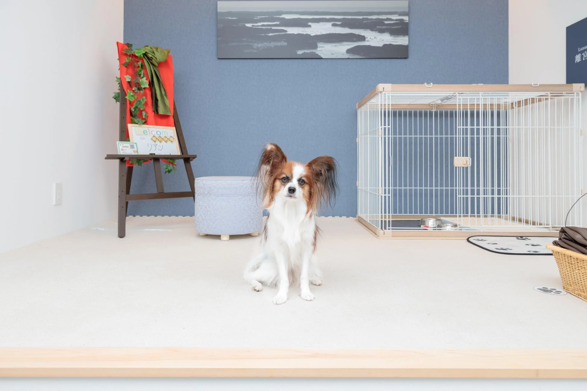 清潔感のあるペットフレンドリーな部屋で、パピヨン犬がカメラに向かって座っています。