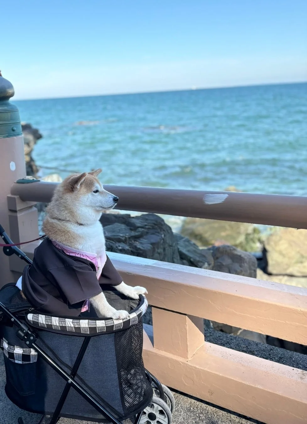 黒い着物のような服を着た柴犬がペットカートに乗って、晴れた日の海を眺めている様子。