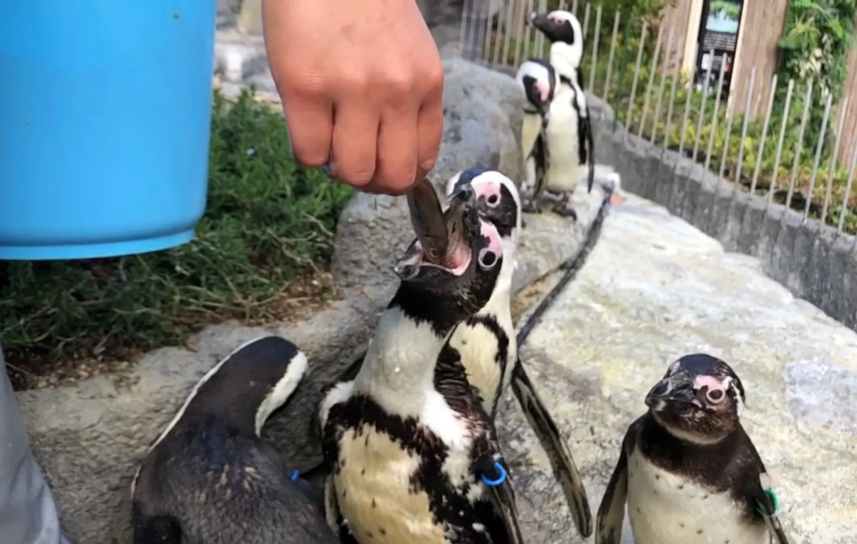 草原のペンギンフィーディングタイム