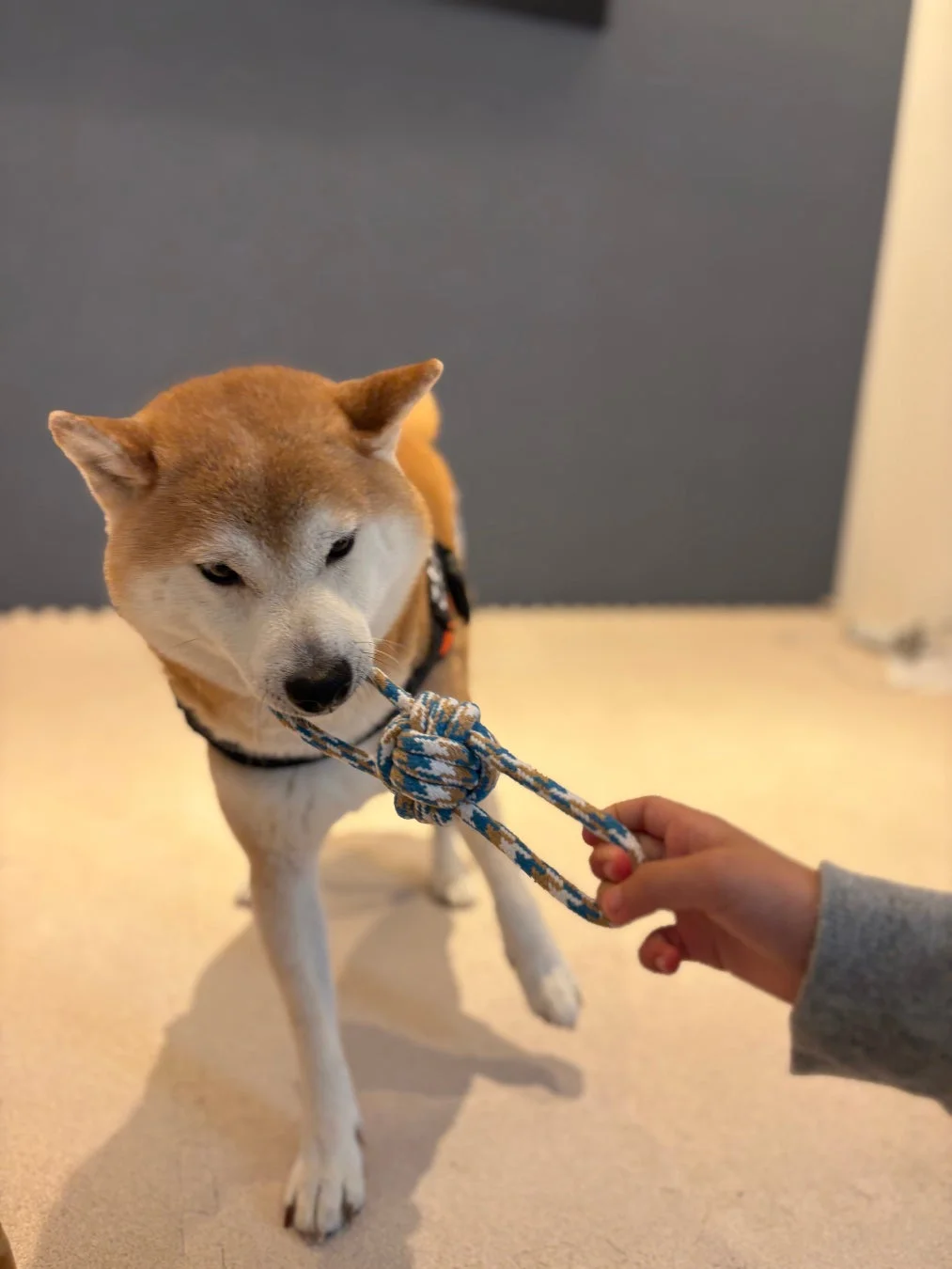 室内で柴犬が綱引きのおもちゃで遊んでいる写真です。