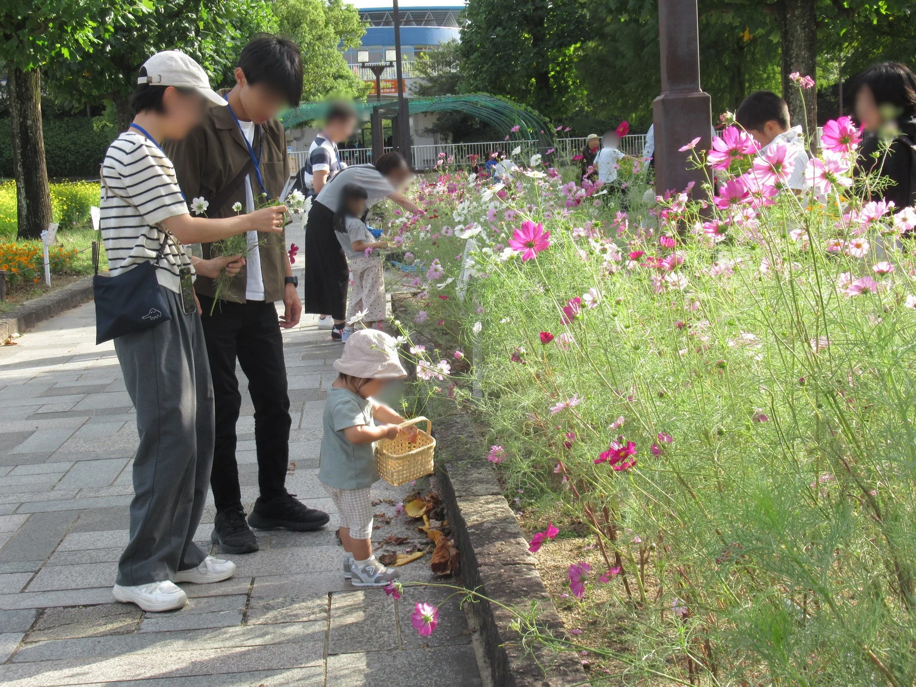 コスモス刈り取り体験の風景
