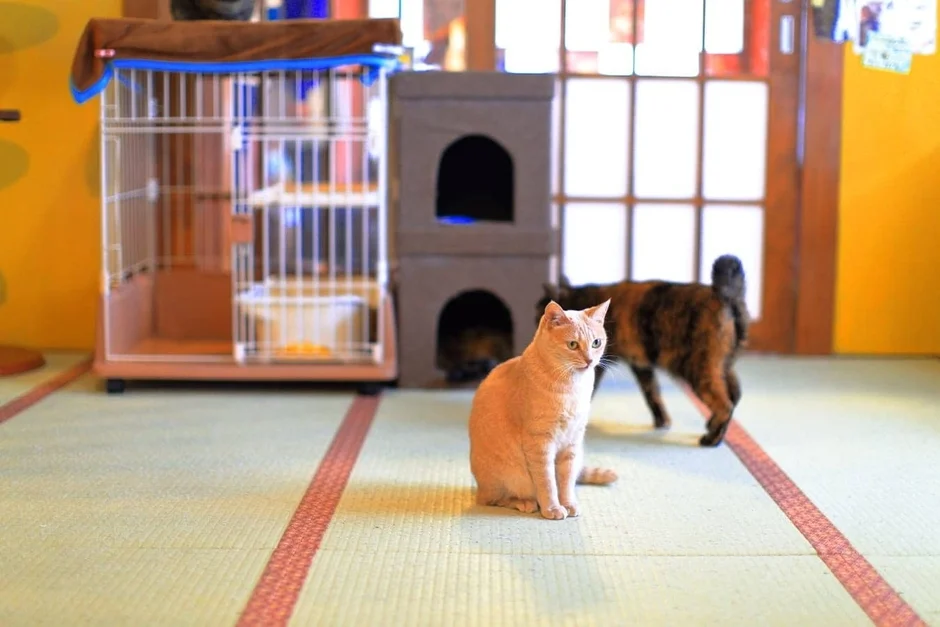 ネコリパブリック東京お茶の水店にいる猫
