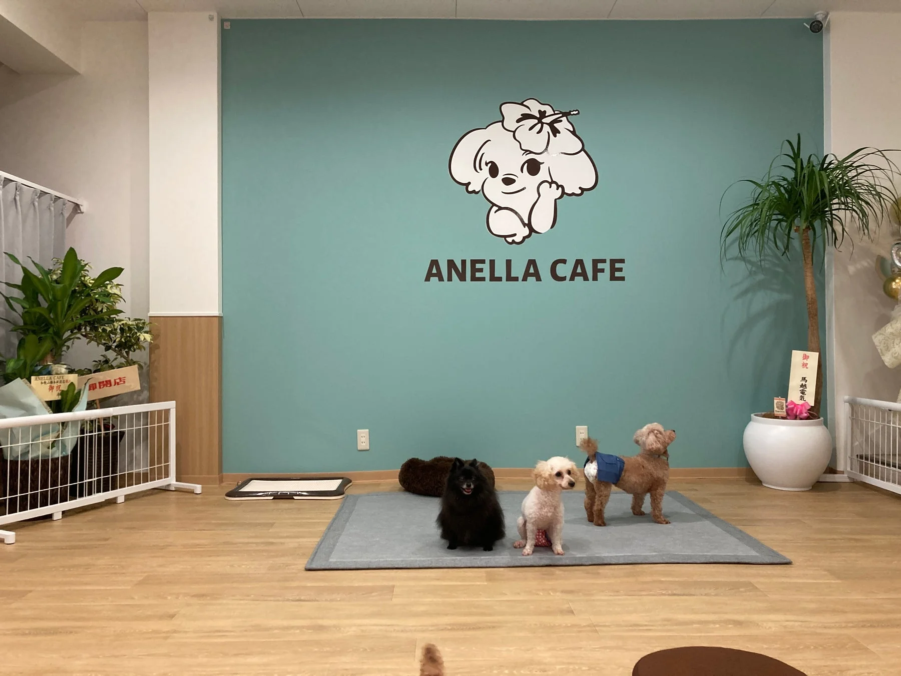 犬がいるカフェ店内