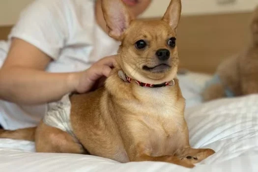 白いベッドの上で、おむつを履いた茶色の小型犬が飼い主の手に優しく撫でられています。