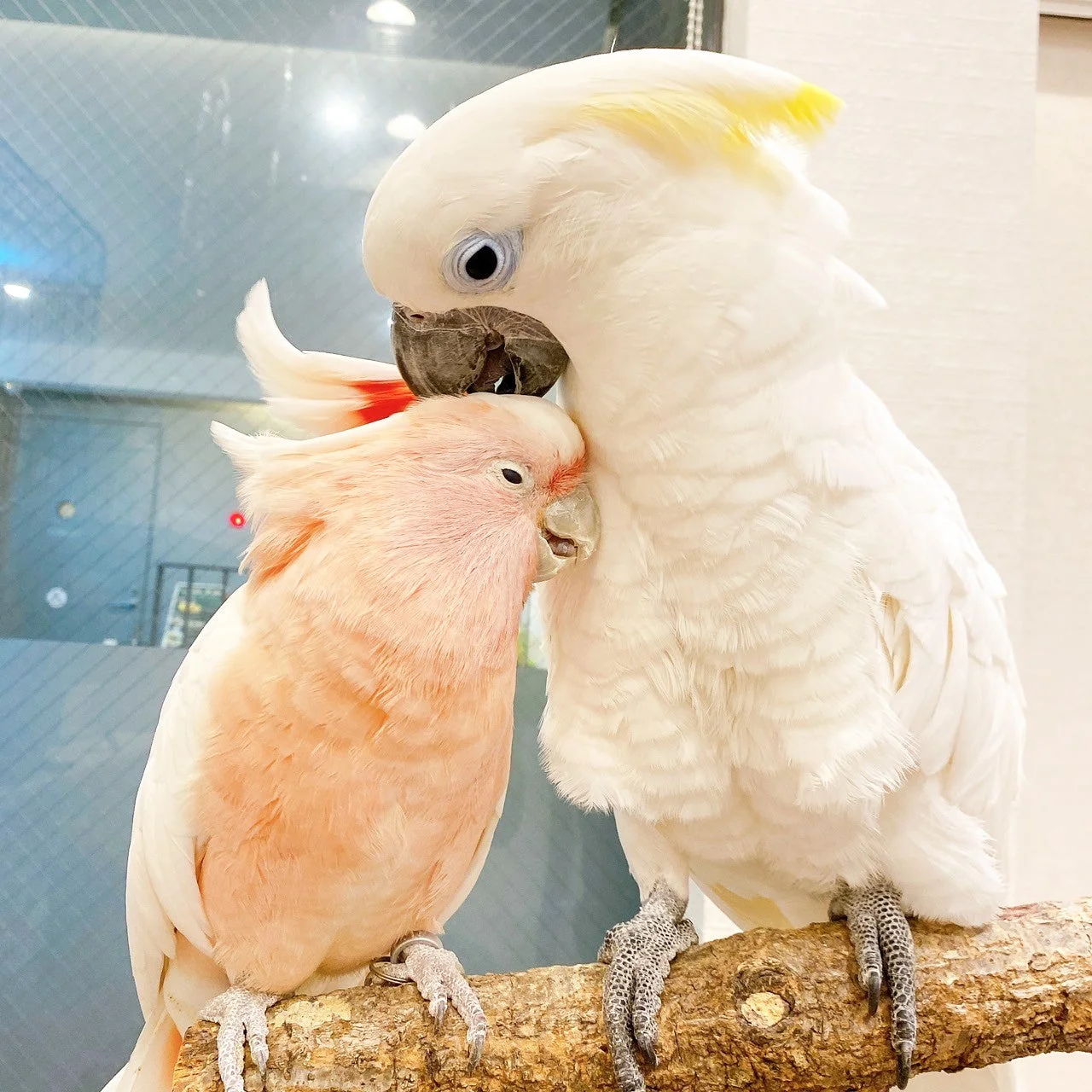 仲良しなオウムたち
