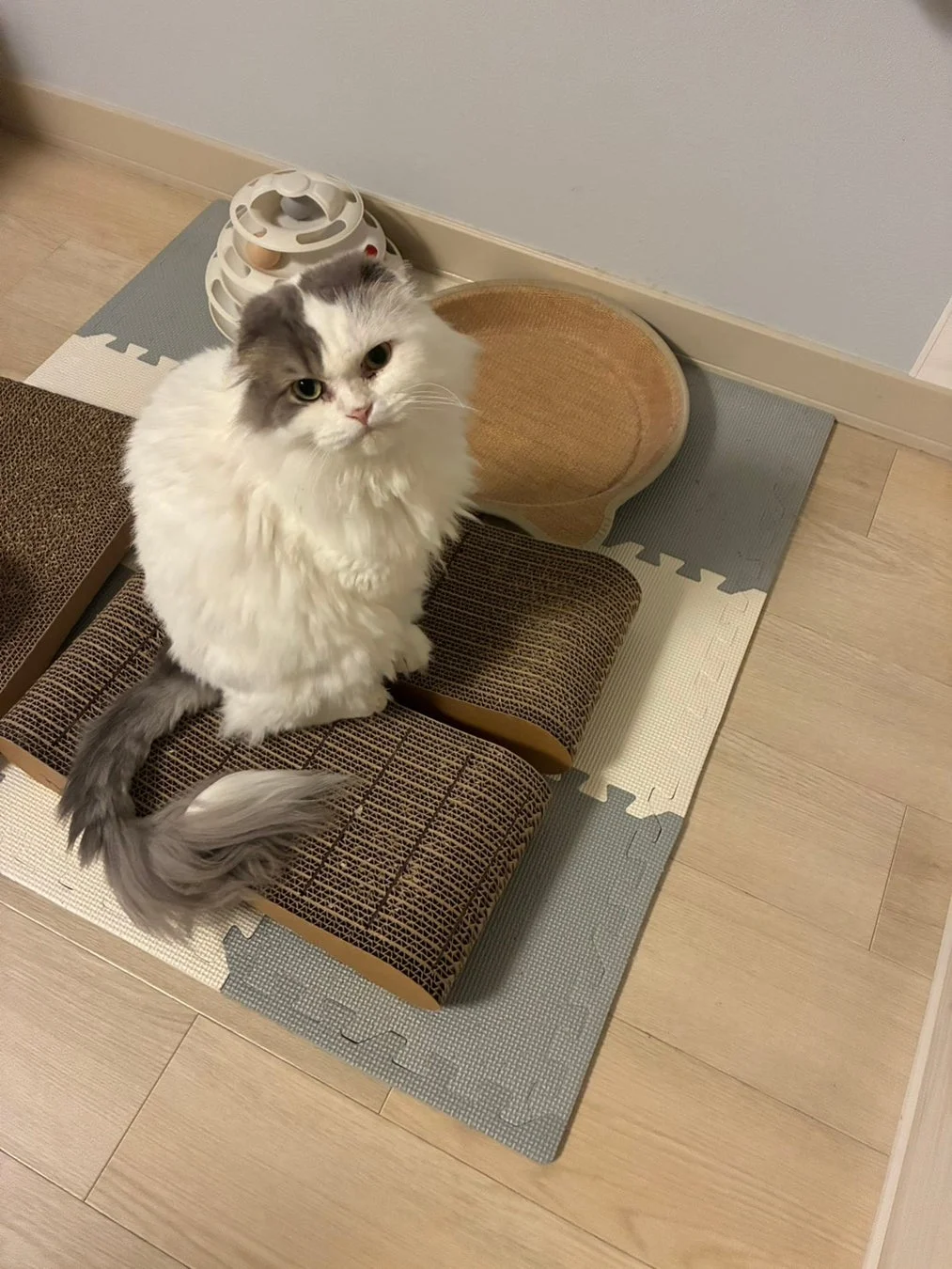 段ボールの爪とぎの上に座っている、ふわふわとした毛並みの白とグレーの猫