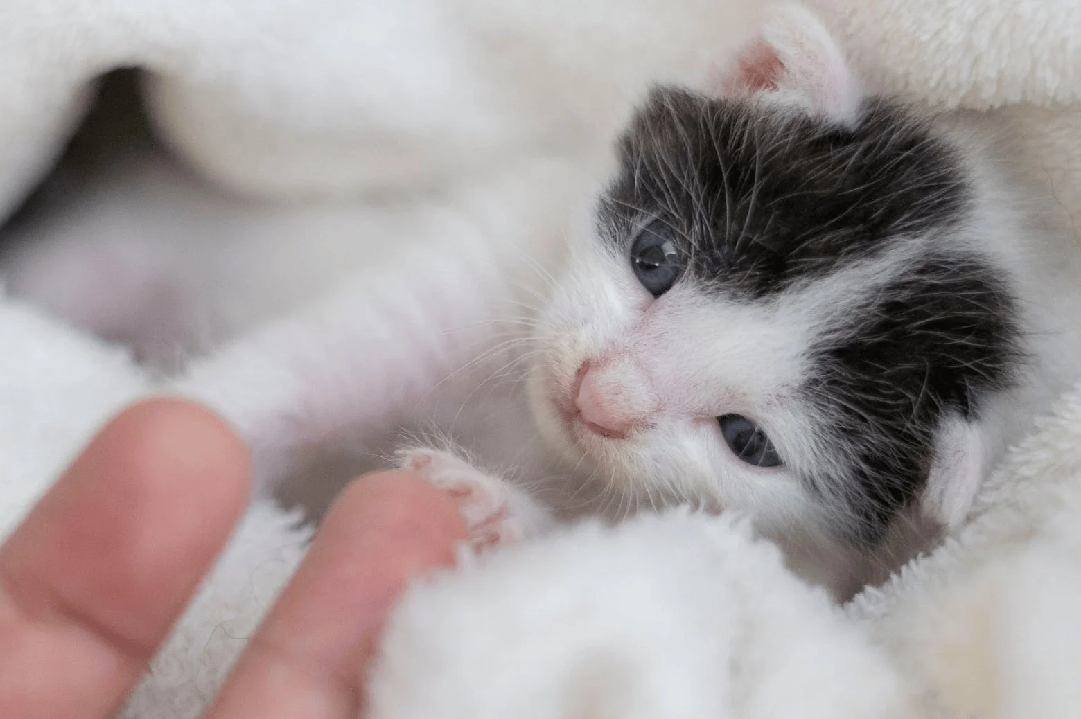 白いふわふわの毛布にくるまれた子猫