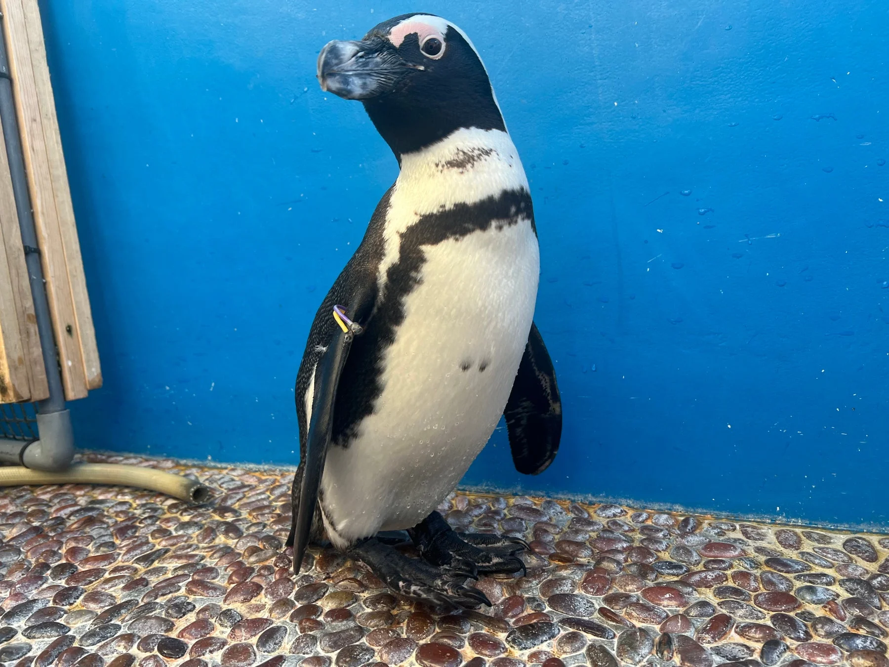 ペンギン「おいも」