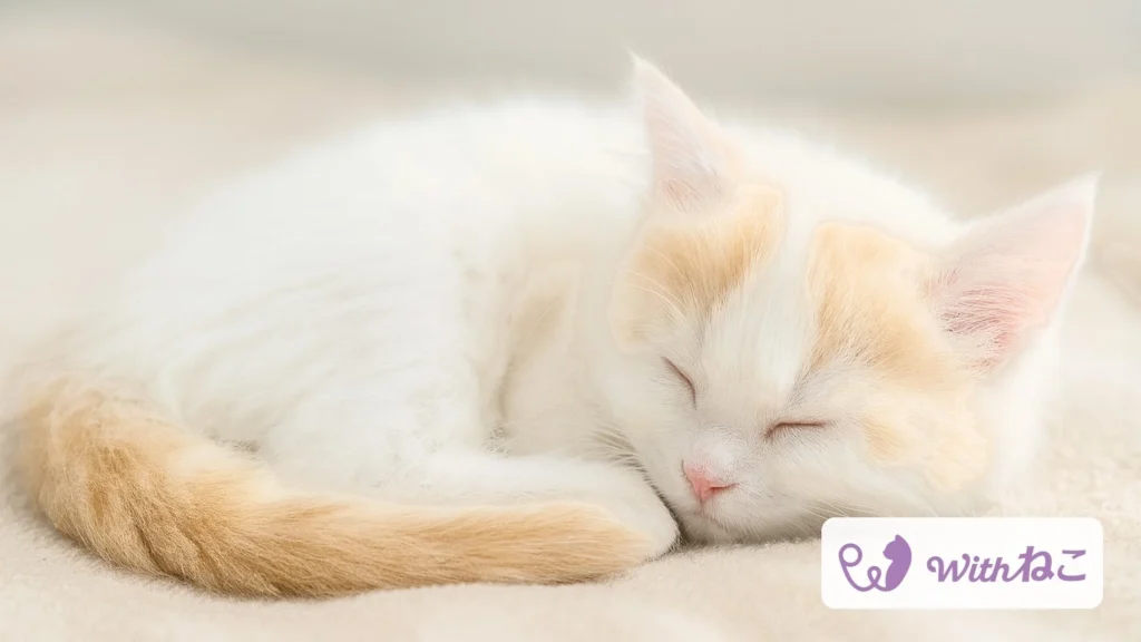 猫のAIヘルスケアアプリ「Withねこ」が大型アップデート！愛猫の体調変化に気づき、もしもの時の備えもサポート