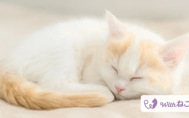 猫のAIヘルスケアアプリ「Withねこ」が大型アップデート!愛猫の体調変化に気づき、もしもの時の備えもサポート