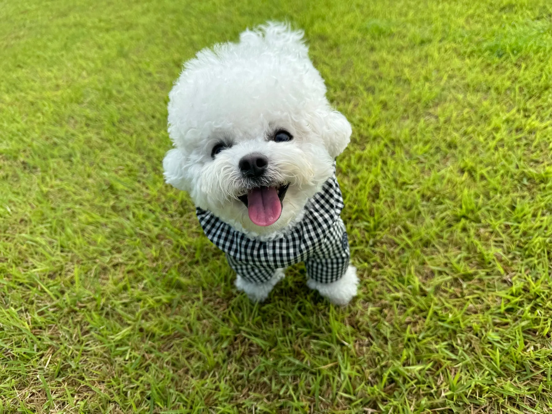 芝生の上で笑顔を見せる白い犬