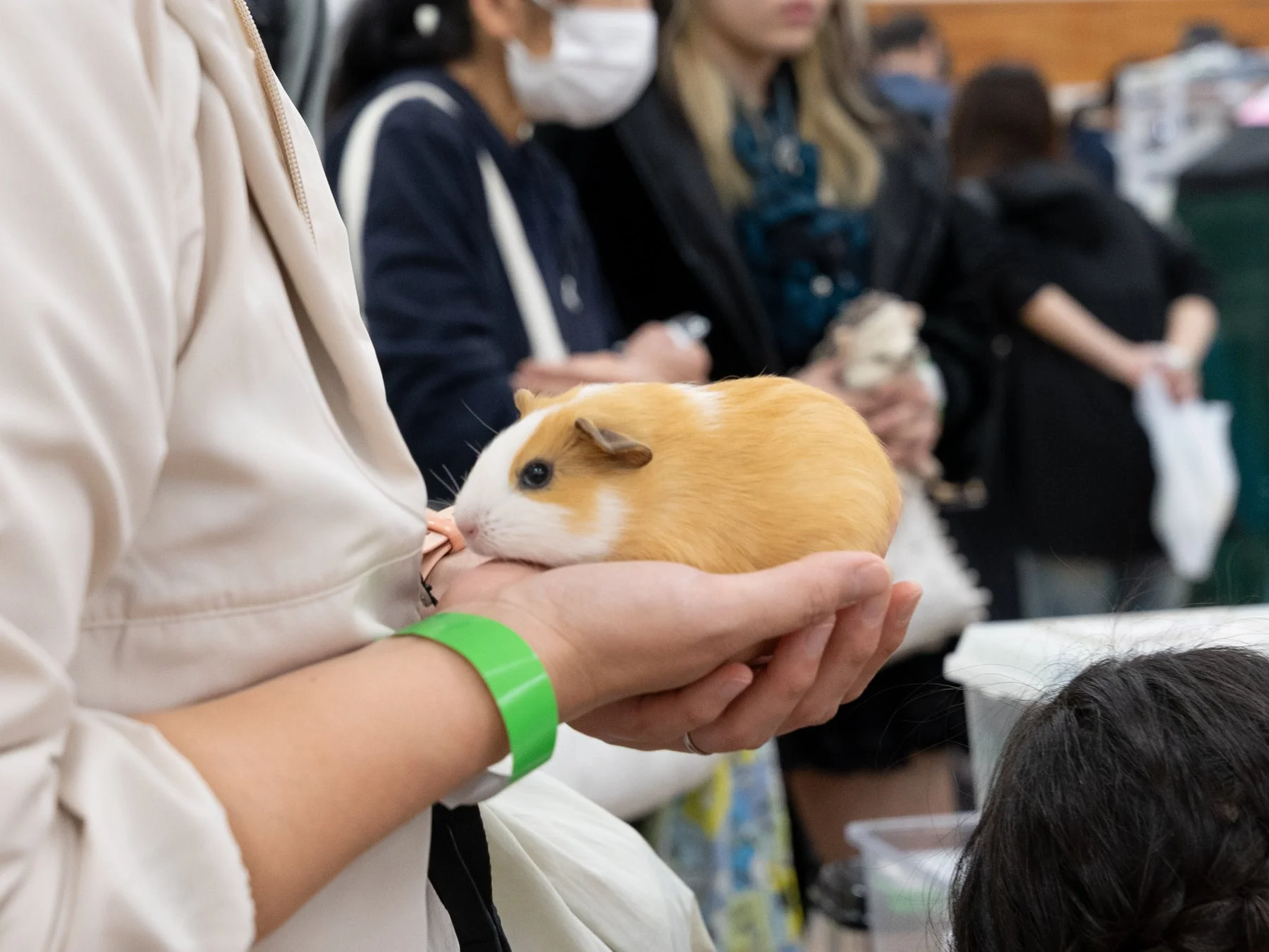 モルモットとの触れ合い