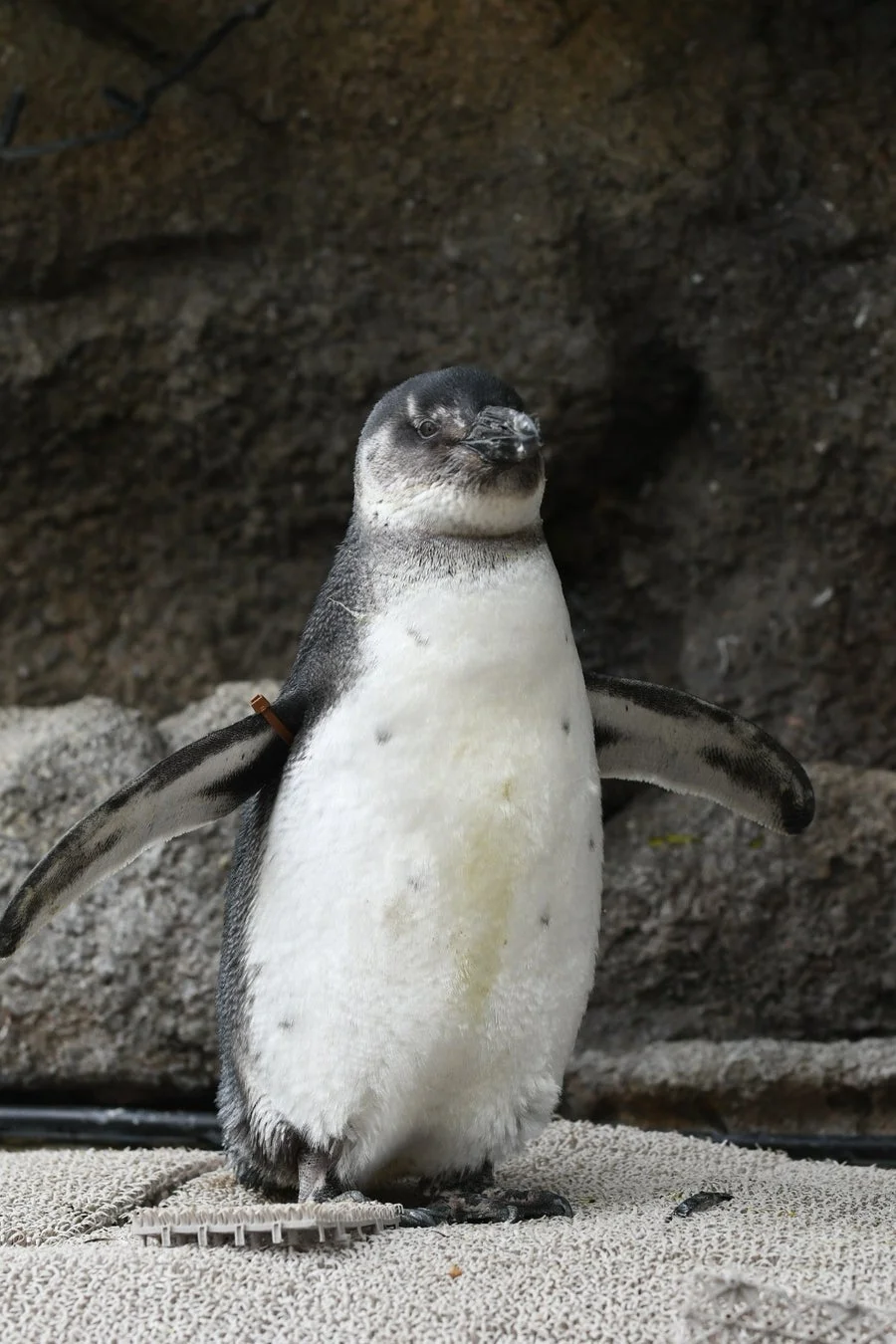 ペンギン「まろん」