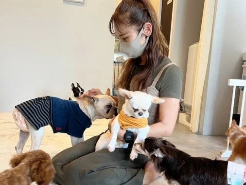 複数の犬たちと触れ合う女性
