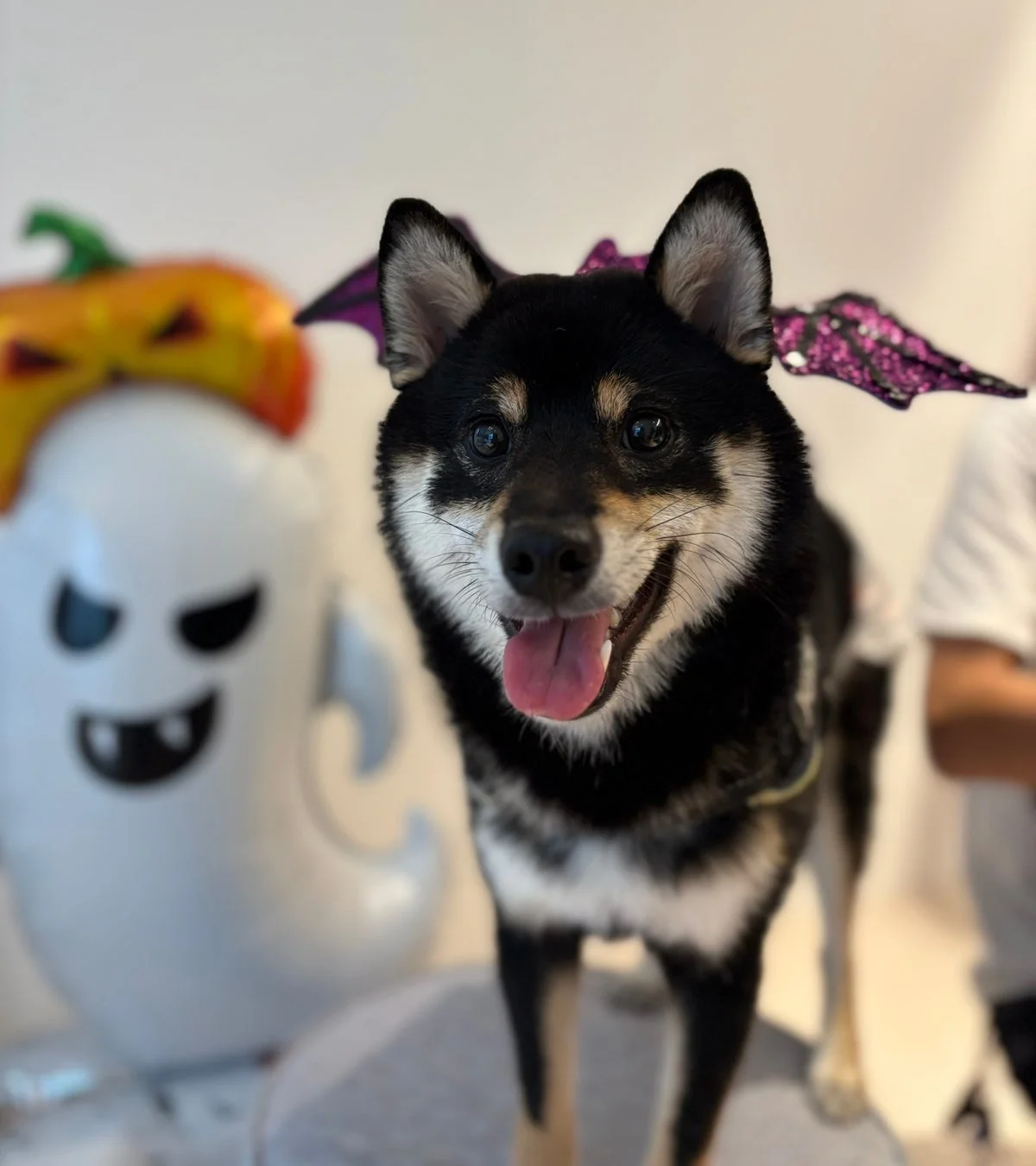 ハロウィンの飾り付けの前で、コウモリの羽をつけた黒柴が舌を出し、笑顔でカメラを見ている写真です。