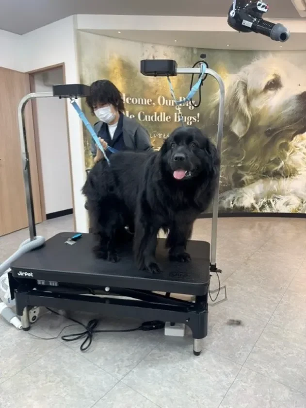 トリミング中のニューファンドランド犬