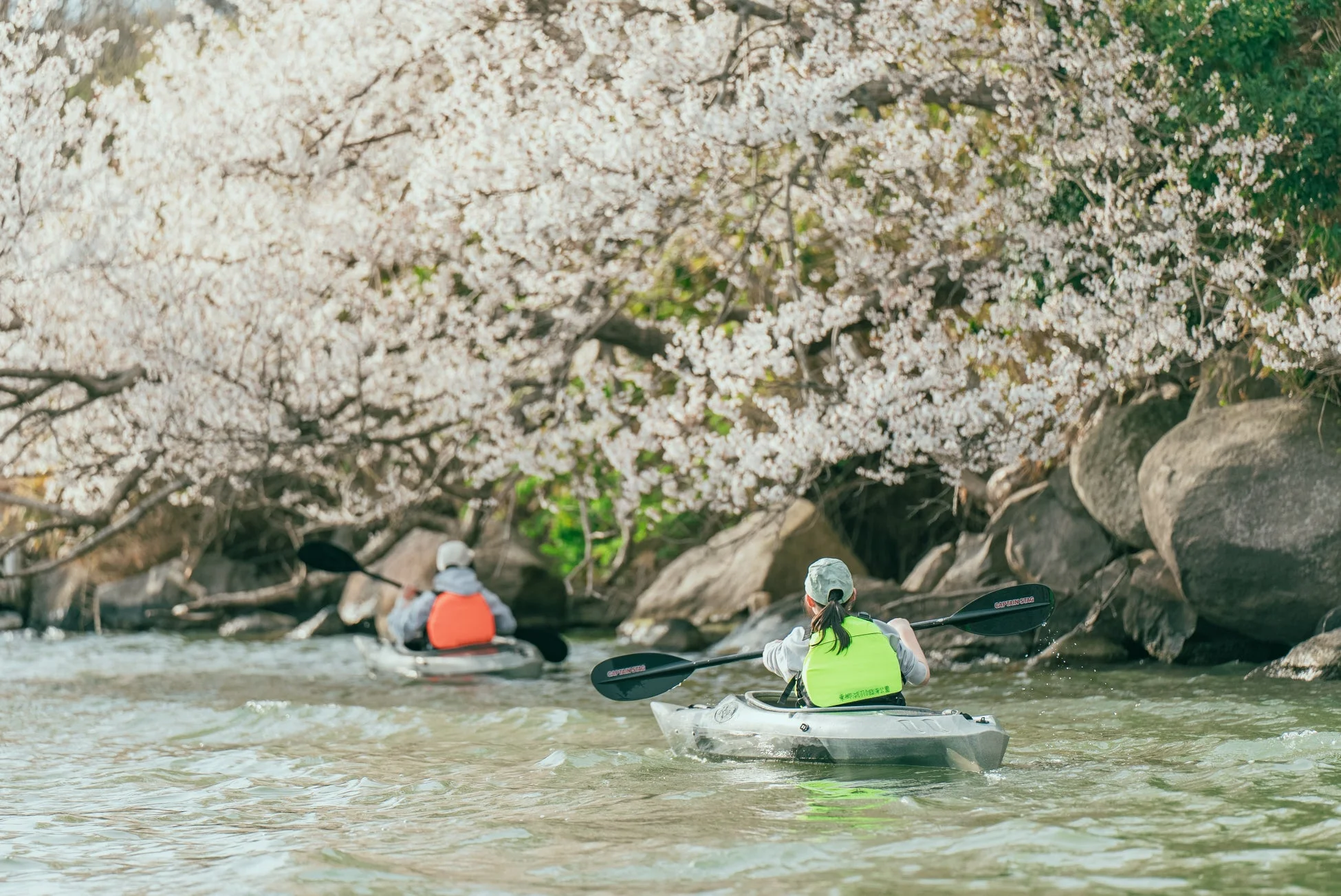 満開の桜並木を背景にカヤックを楽しむ人々
