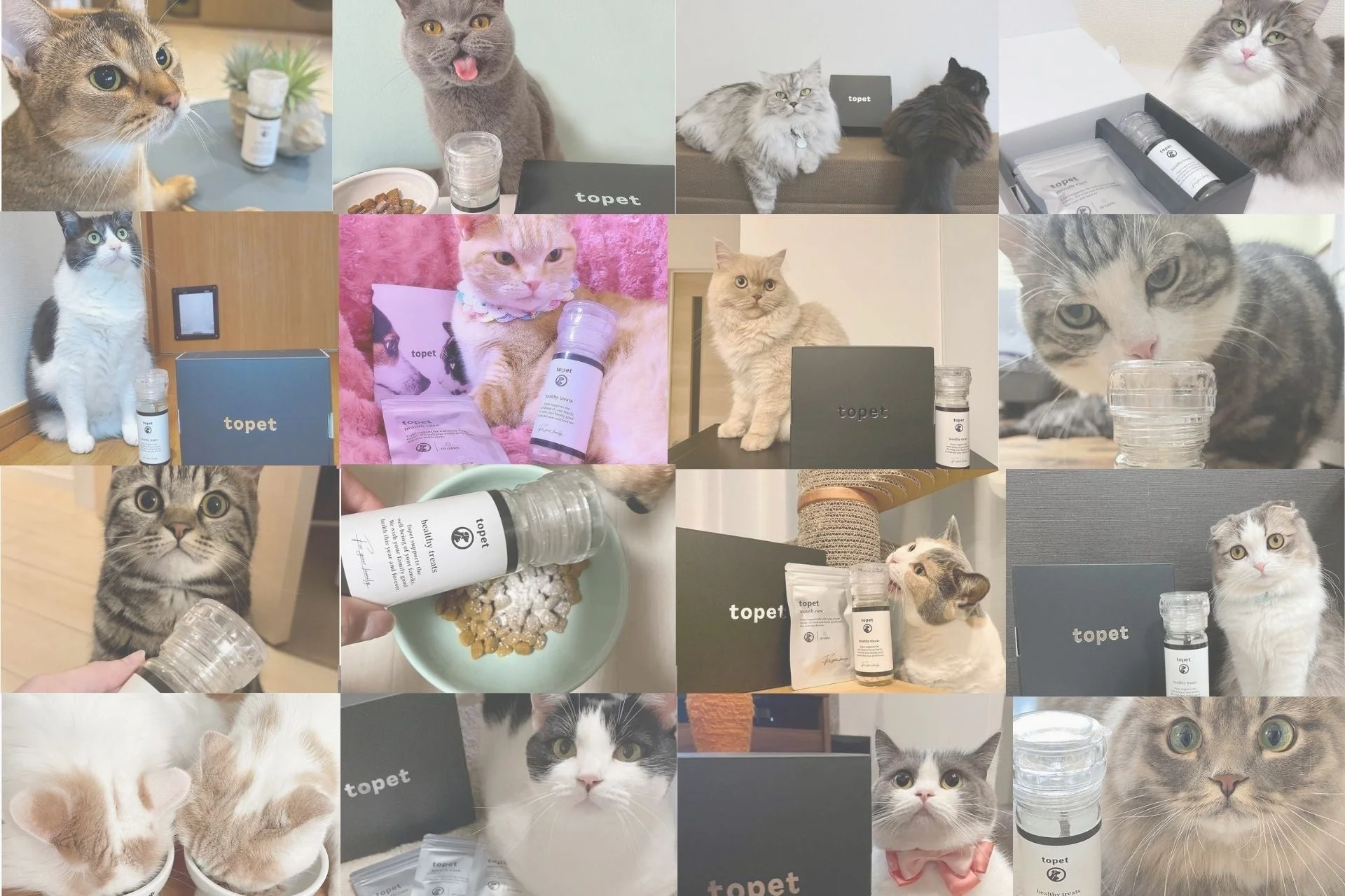 様々な猫たちがtopet製品を囲むコラージュ