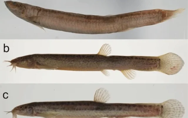 絶滅したと考えられていた淡水魚「ジンダイドジョウ」、環境DNA分析で現存の可能性が浮上