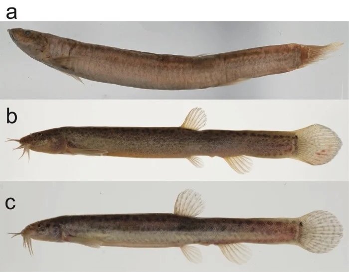 絶滅したと考えられていた淡水魚「ジンダイドジョウ」、環境DNA分析で現存の可能性が浮上