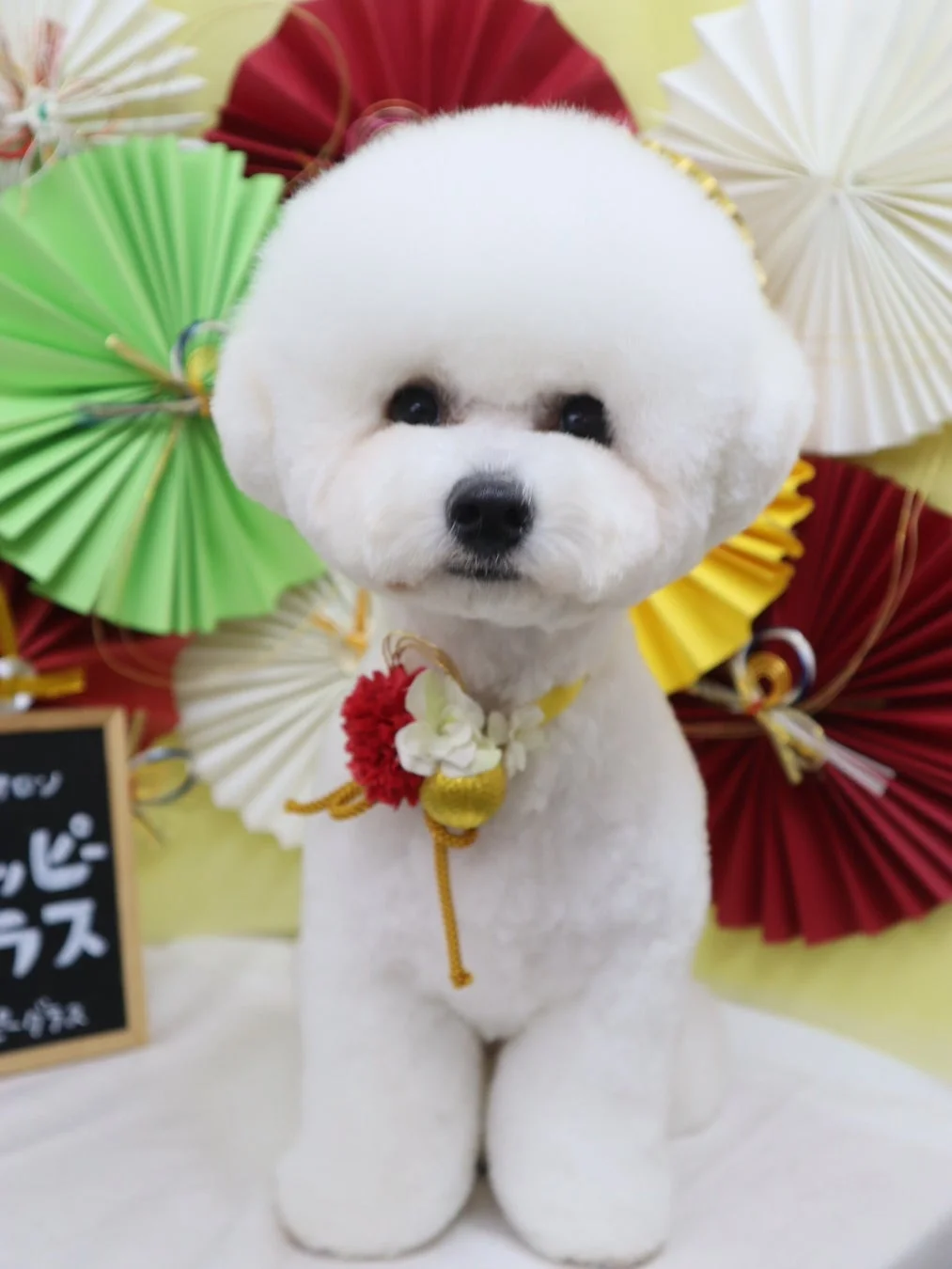 和風の飾りをつけたビションフリーゼ