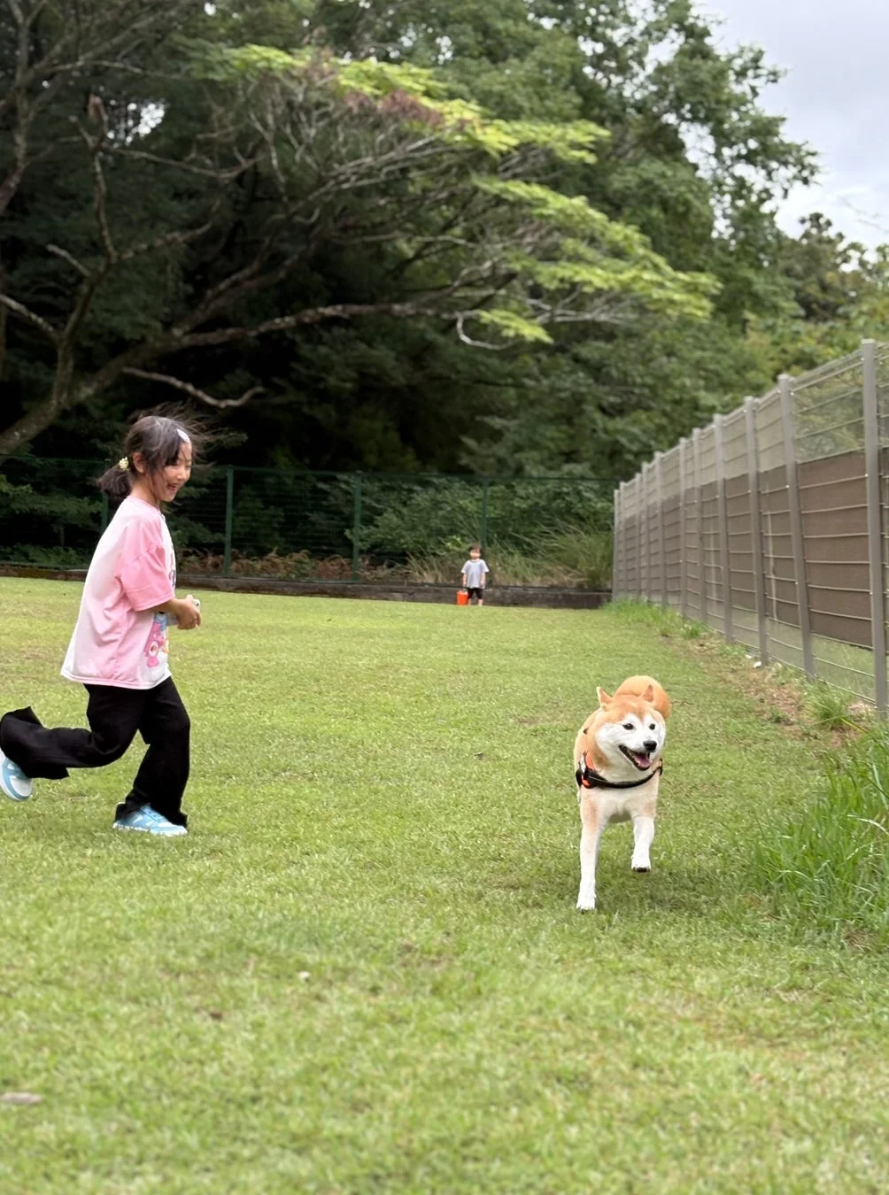 緑豊かな芝生の広場で、少女が楽しそうに走り、柴犬も笑顔で駆けています。