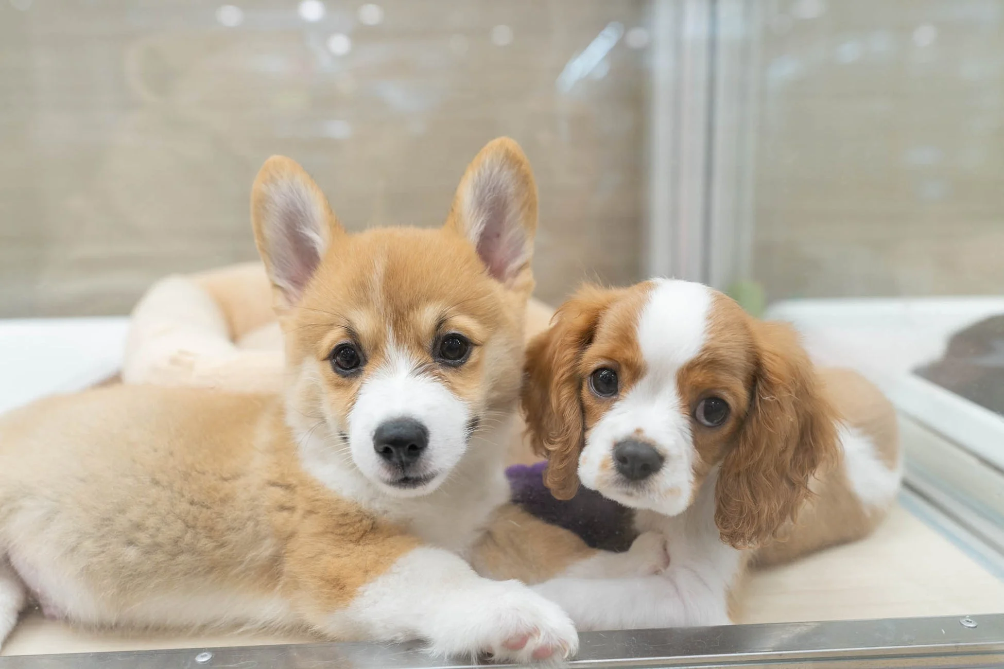 仲良く寄り添う子犬たち