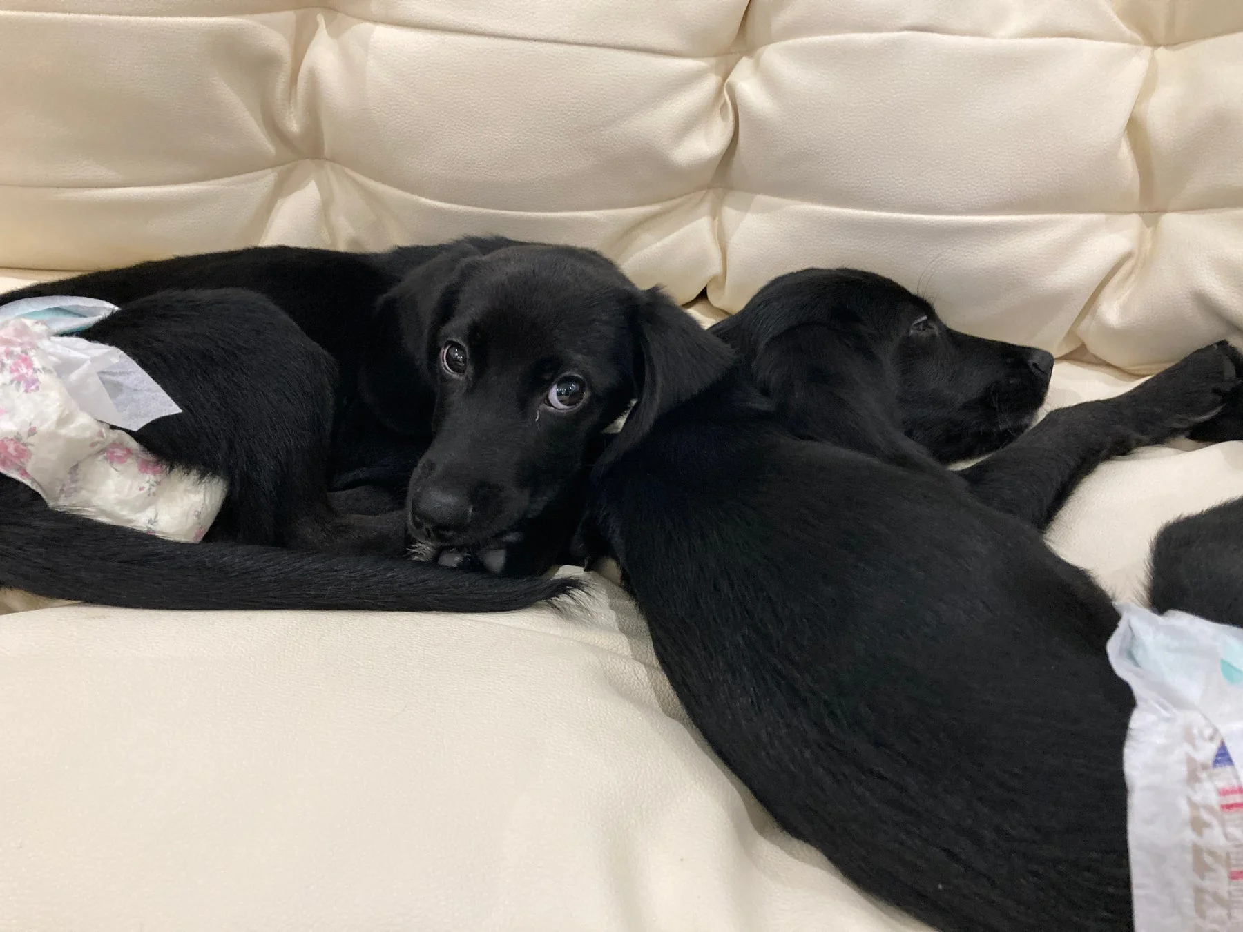 白いソファでくつろぐ2匹の黒い子犬