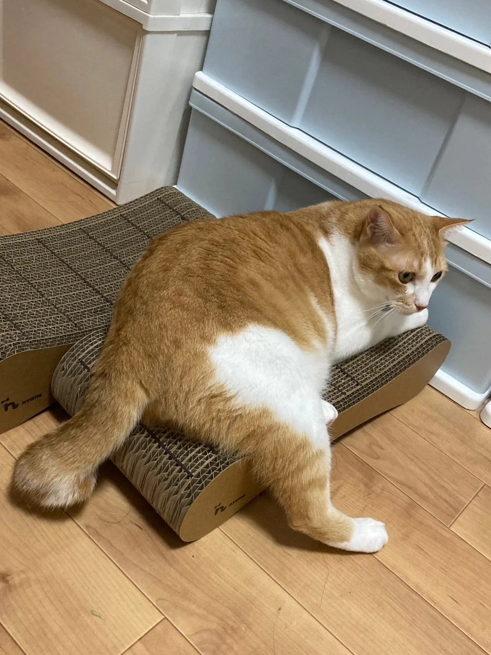 茶色と白の毛並みを持つ猫が、段ボール製の爪とぎの上でくつろいでいる様子