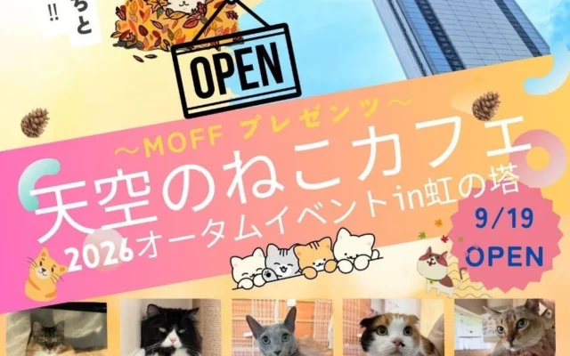 霞ケ浦の絶景と猫たちに癒される「天空のねこカフェ」が再開!新しい仲間も加わり9月19日オープン