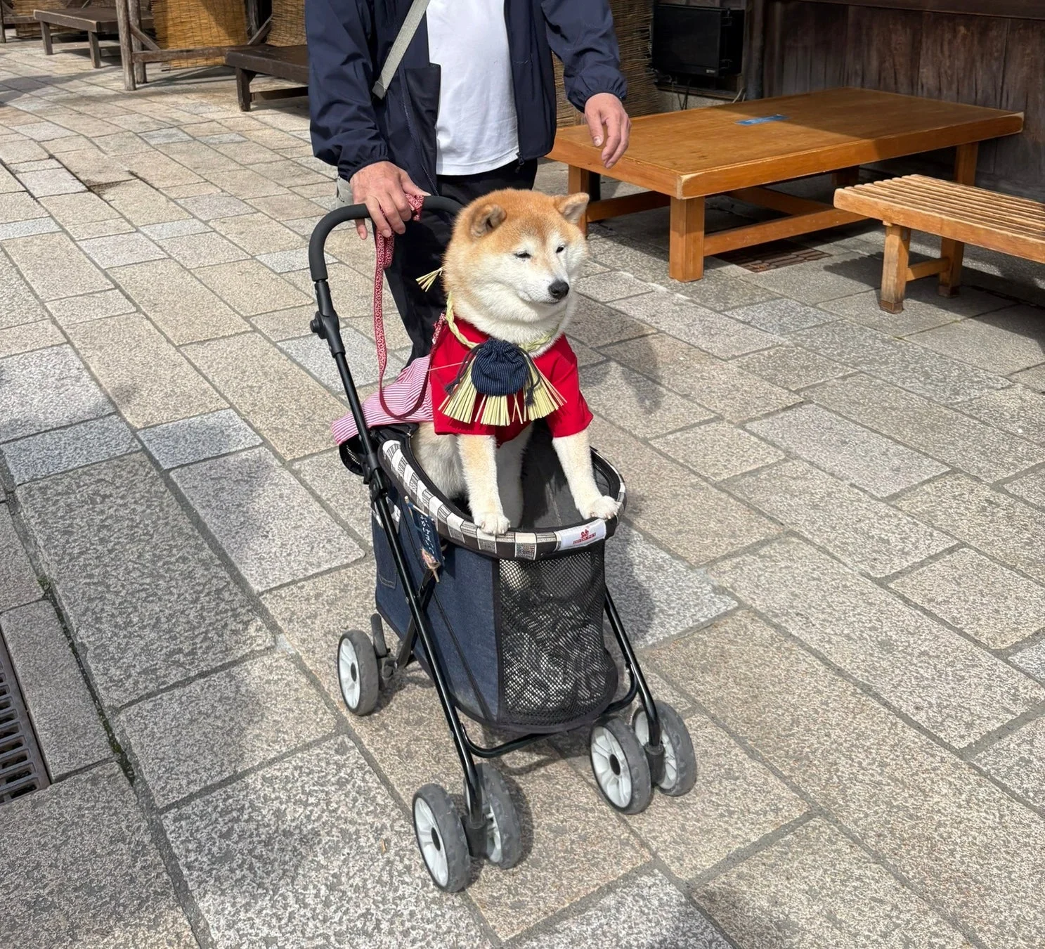 伝統的な装束のような赤い服を着た柴犬が、ペット用ベビーカーに乗って飼い主と一緒に屋外を散歩している様子です。
