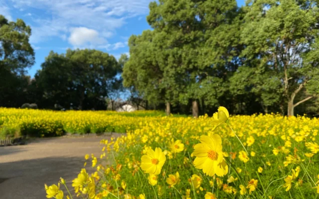 国営木曽三川公園で「秋の花物語」開催！愛犬と楽しめる「木曽三川わんこマルシェ」も