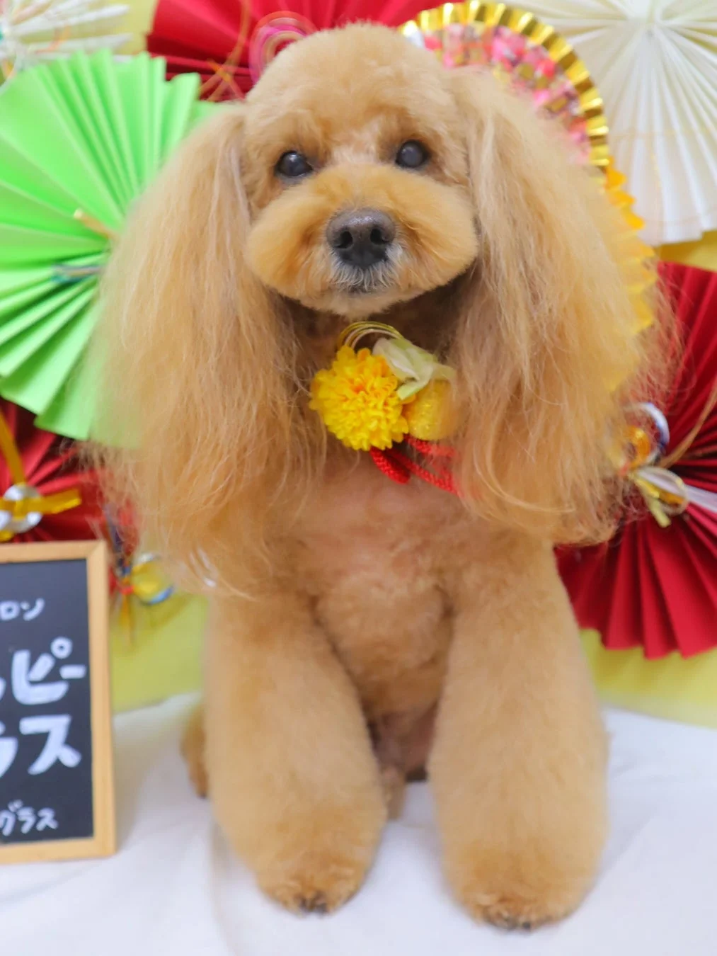可愛らしいプードルの写真