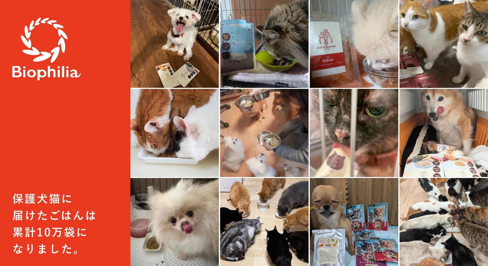 保護犬猫に届けたごはんは累計10万袋になりました。