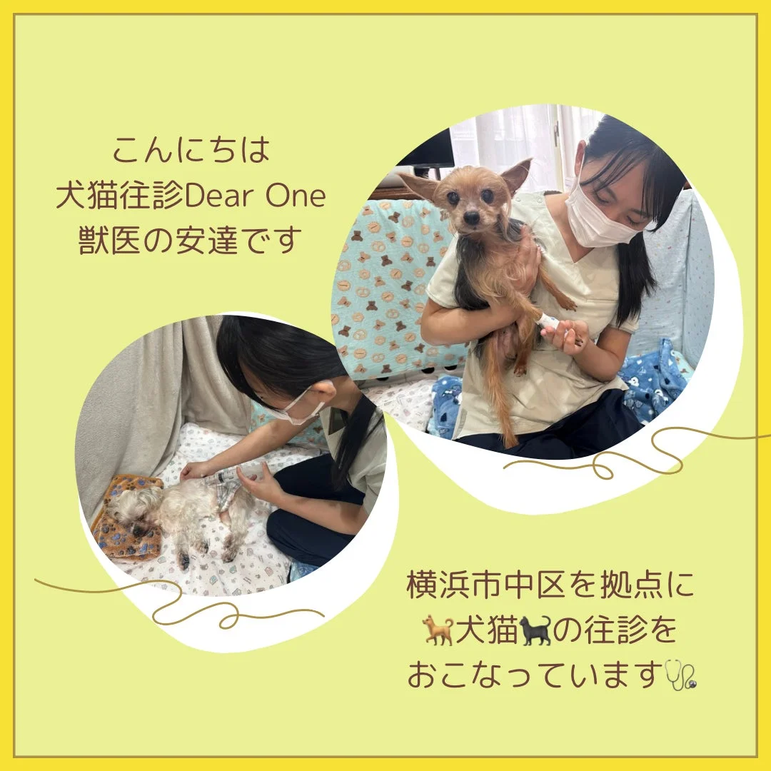 犬猫往診Dear Oneの獣医、安達氏が自宅で犬を診察している様子