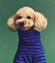 ピーチ起毛Tシャツ